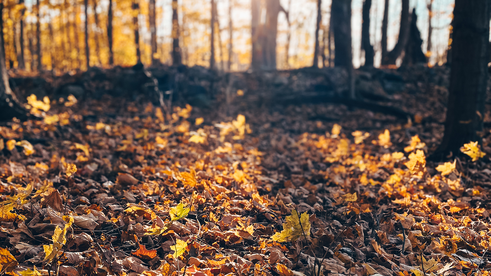 Kingsville in Fall: Your Perfect Autumn Getaway