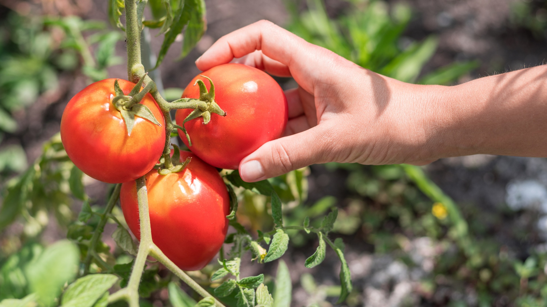 Bring the Tastes of Kingsville to Your Table