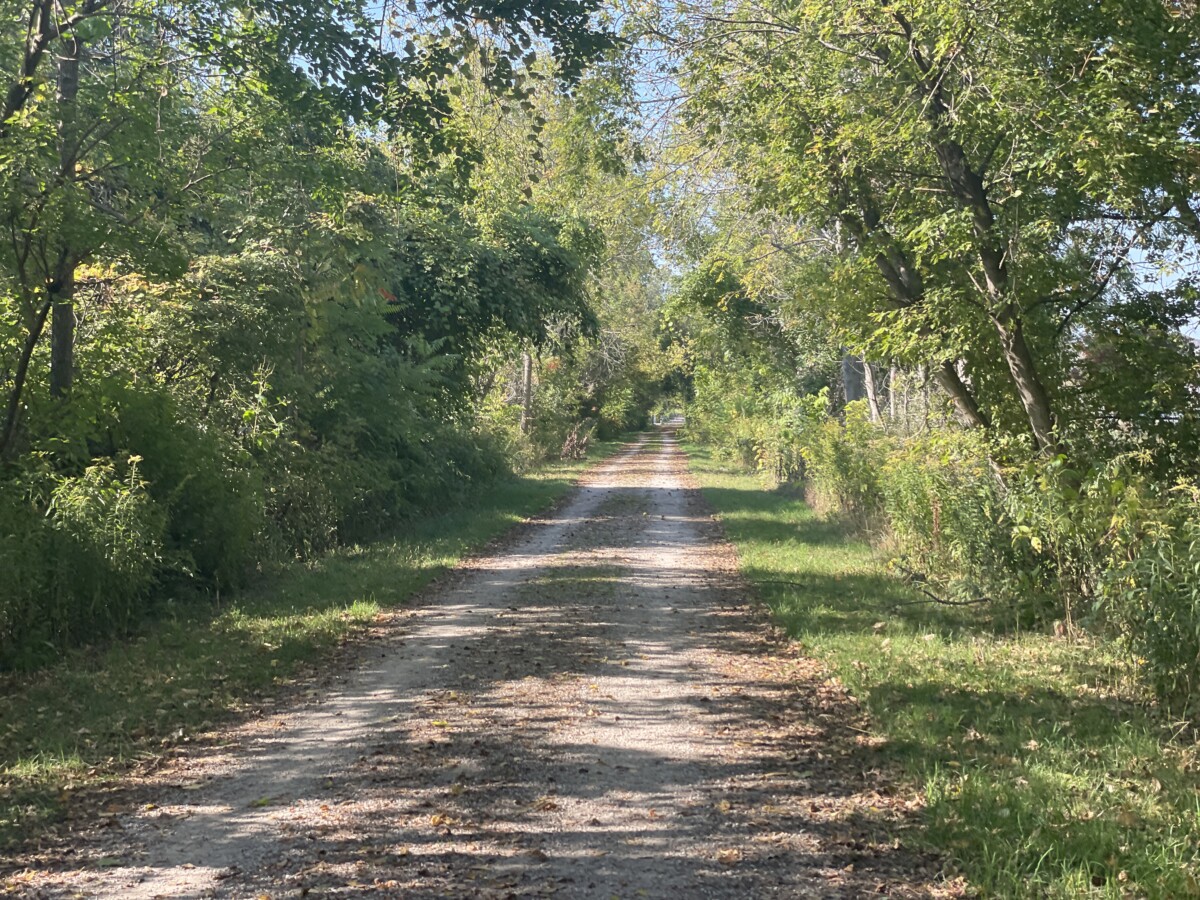 Pathway is framed by greenery on either side